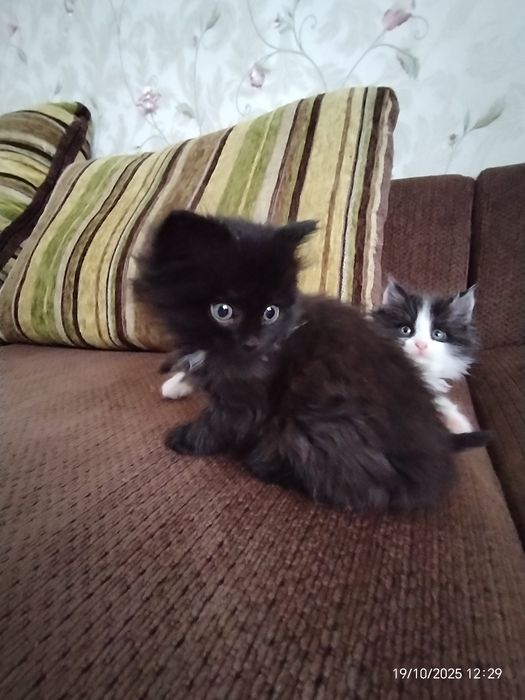 Малыши 1,5 мес. Пушистики. В любящую, ответтвенную семью.