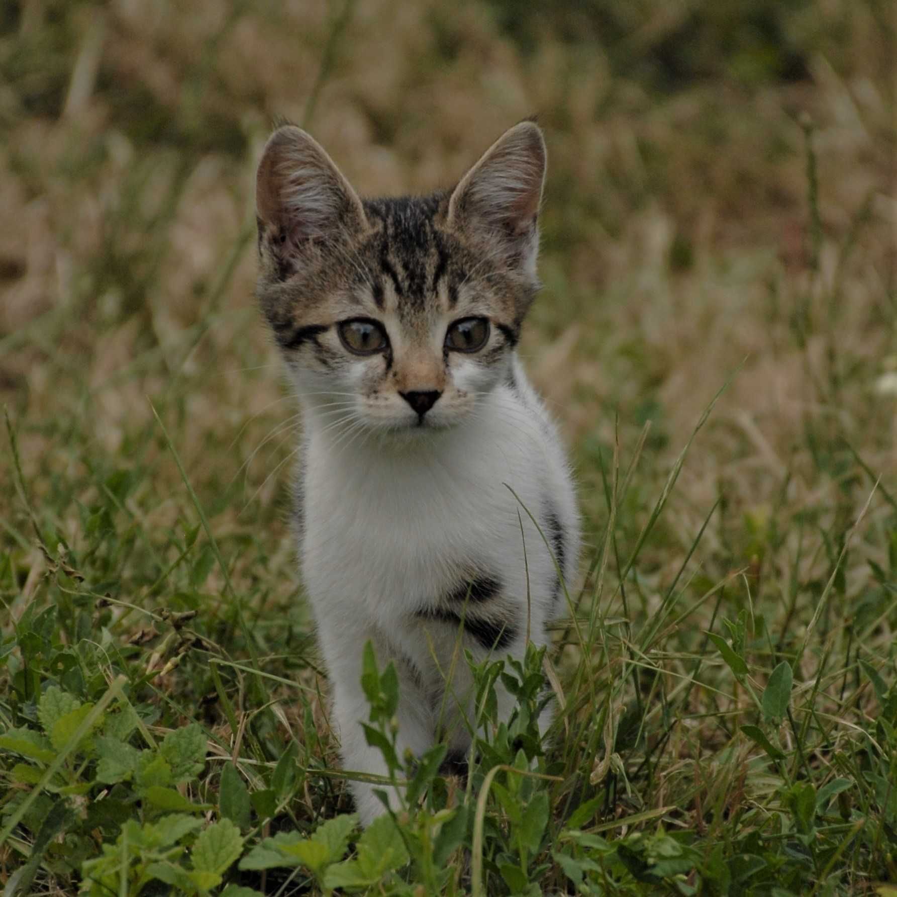 Котета на 2 месеца