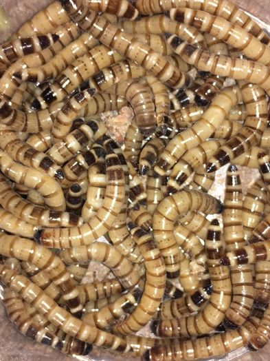 Viermi de faina/Mealworms, Super viermi /Superworms (hrana pt reptile)