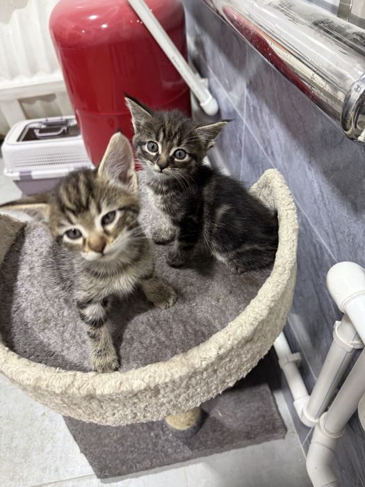 7ta bor tekinga beramiz boqadigan odamga