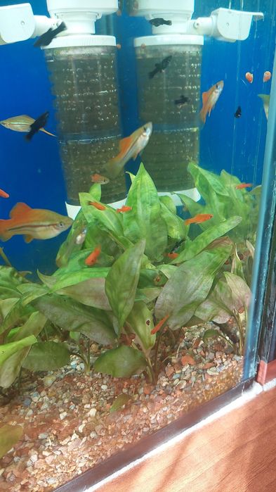 Аквариумные растения