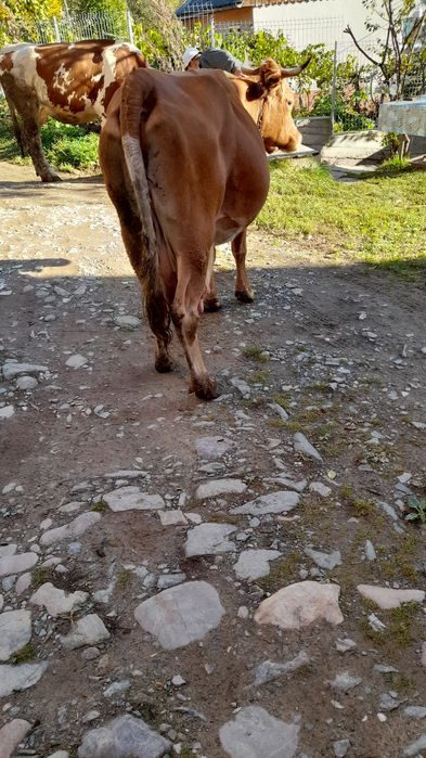 Vând vacă de 14 ani cu vițel de 2 luni!