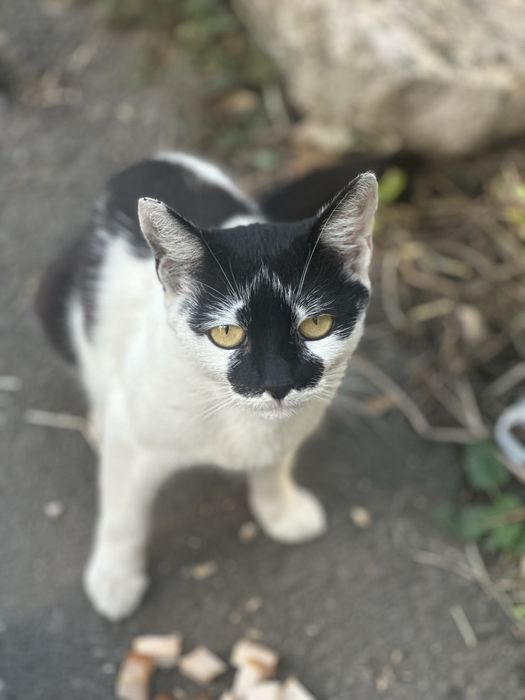 Pisică sterilizată + pui de adoptat