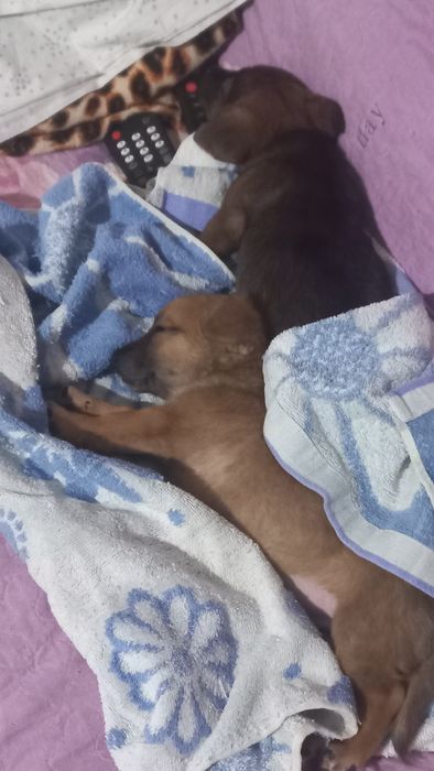 Отдаются щенки в хорошие руки мальчики