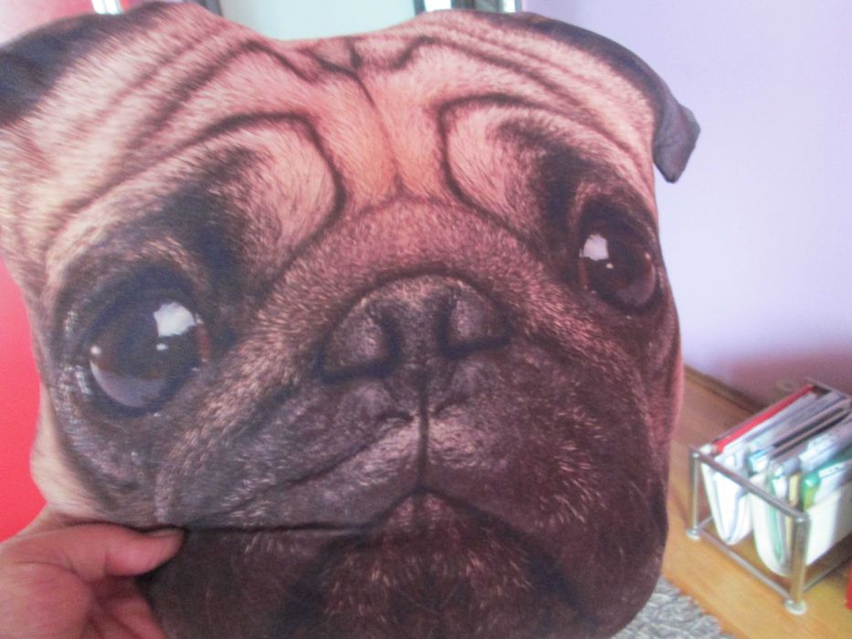 pernita simpatica PUG
