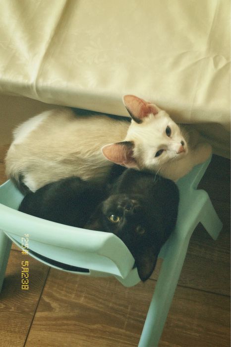 Две кошки, отдам в хорошие руки.