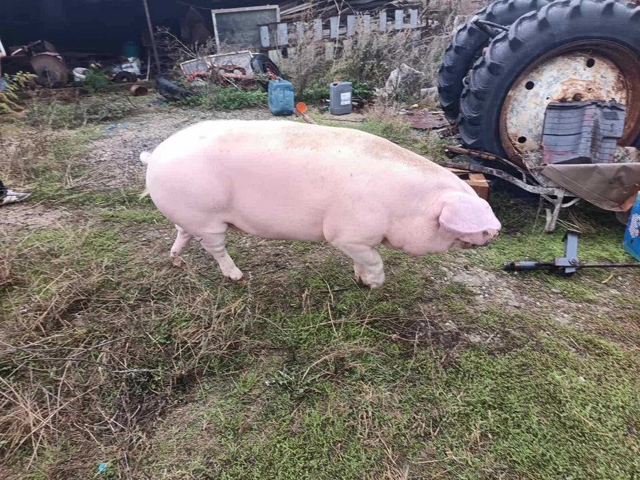 Продавам угоени прасета