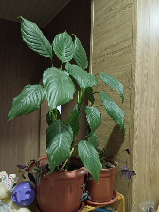 Продам домашний цветок