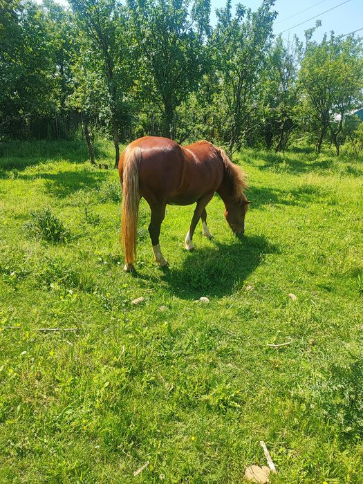 Vând iapa de 10 ani