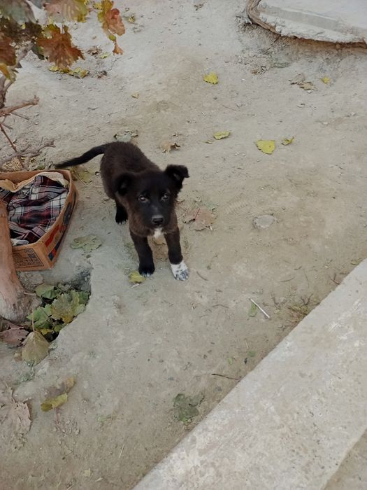 Щенки,маленькой породы,2месяца