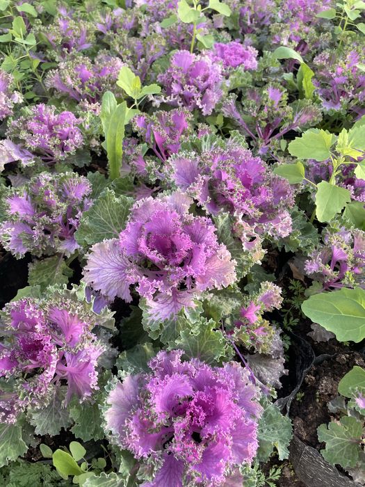 Виола цветы на огород