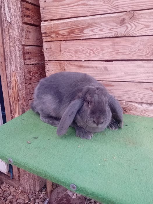 Vand sau schimb iepuri berbec german