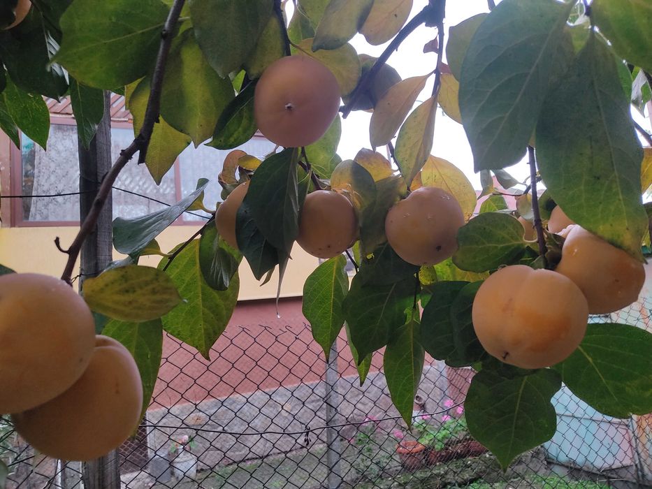 Райска ябълка и Киви