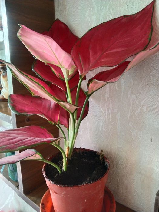 Диффенбахия с красными листьями