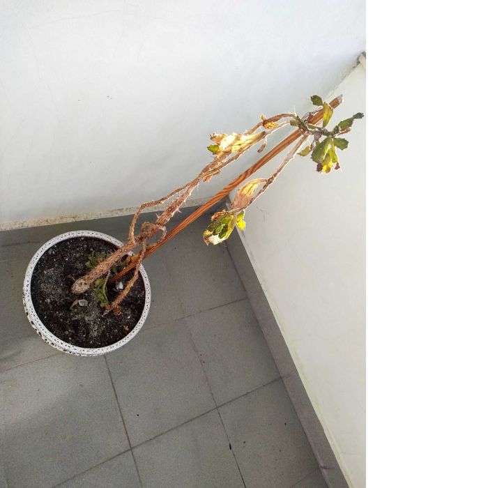 Подарявам два кактуса