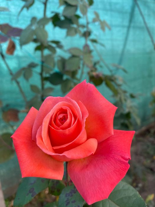 Trandafiri in ghiveci