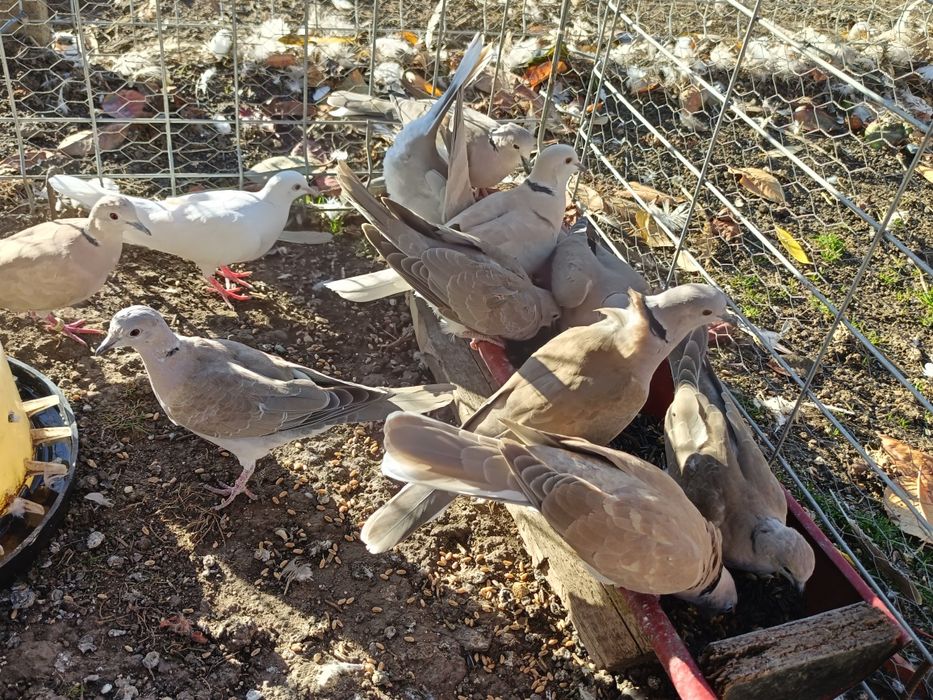 Vând turturele răzătoare