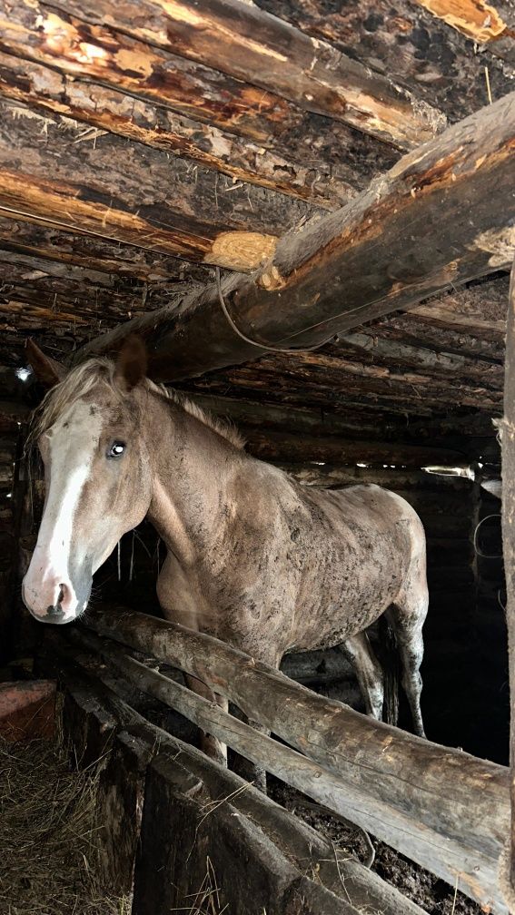 Құнан 3 жасар сатылады