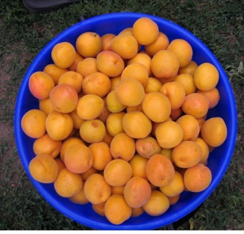 Саженцы 2 -3,годичные абрикосаа