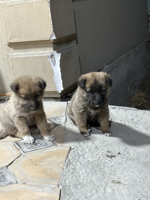 Щенки звонок бесплатно