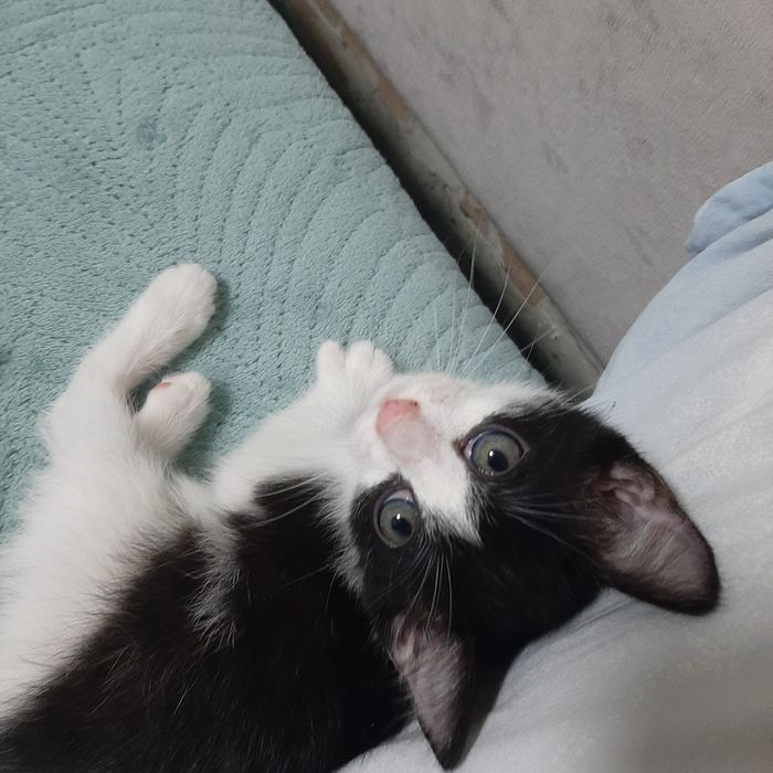 Отдам двух красивых котят в хорошие руки