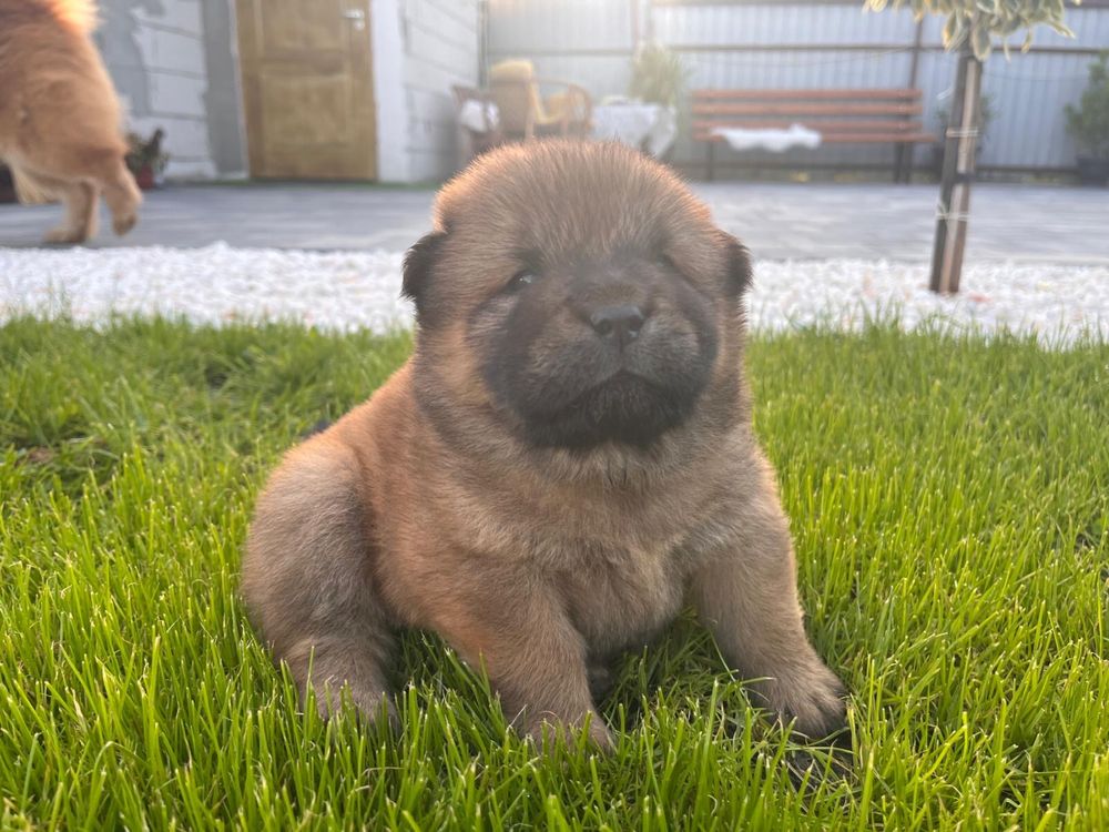 Catel chow chow !