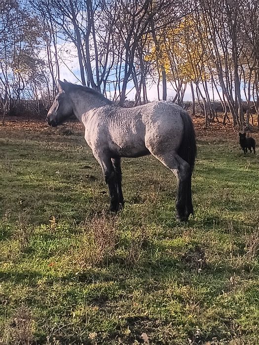 Manji de vânzare de 5 luni