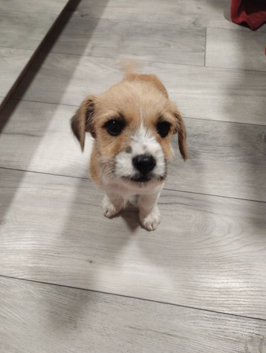 Donez câine în vârstă de 2 luni