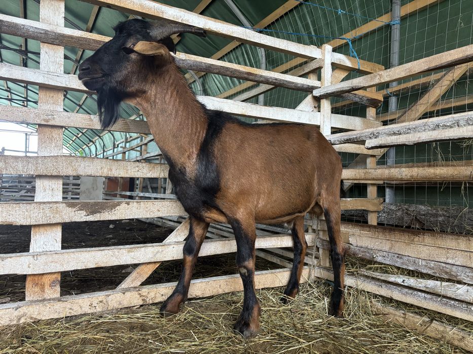 Țap de prăsilă, pentru monta