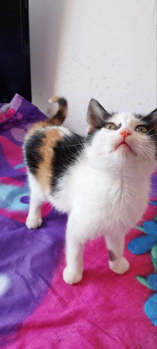 2,5-месечна женска котка  търси дом
