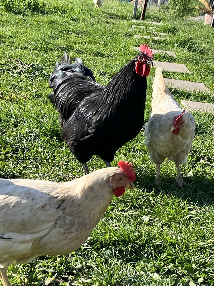 Vand cocos rasa Australop,1 jumate