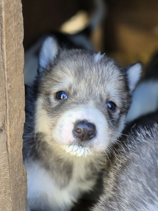 Щенки породы Лайка Западно-Сибирская