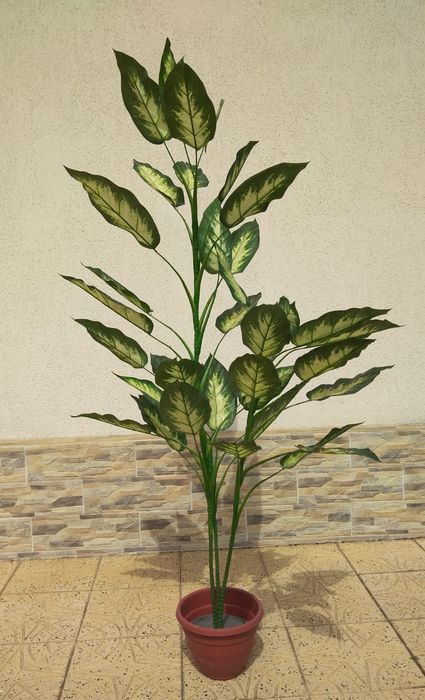 Plante ornamentale | Dracaena | Ficus