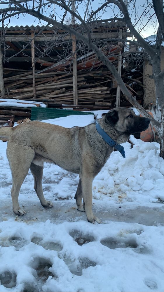 Собака бойцовский