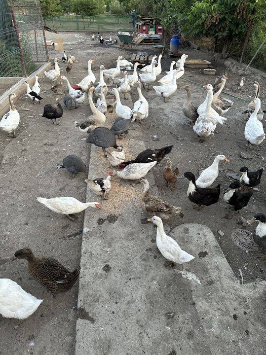 Rate si gaste de vanzare!!!