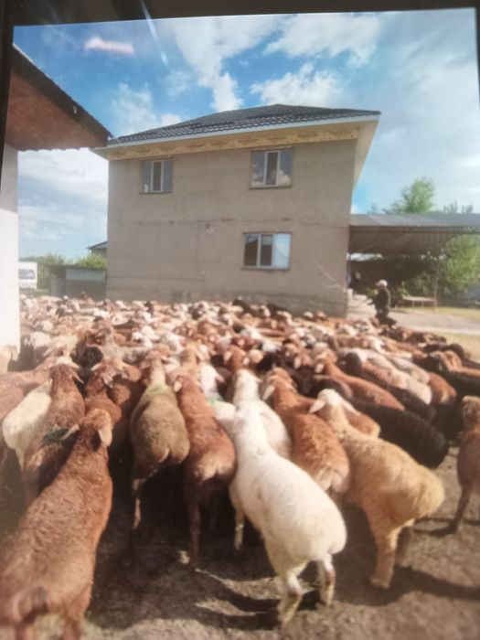 кой кои Алматы баран бараны
