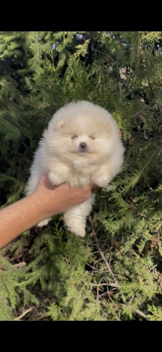 Померан померани