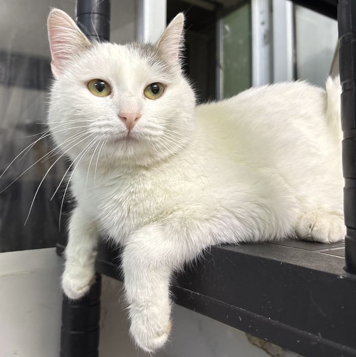 Добрый мальчик ищет самый лучший дом