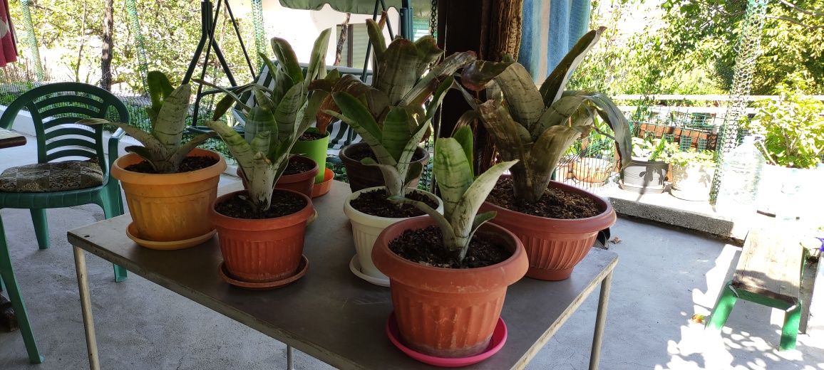 Розова ехмея/Aechmea fasciata