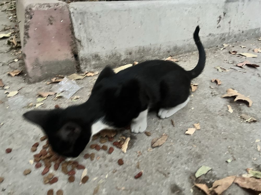 uy mushugi qiz aqlli toza mushuk hadyaga beriladi