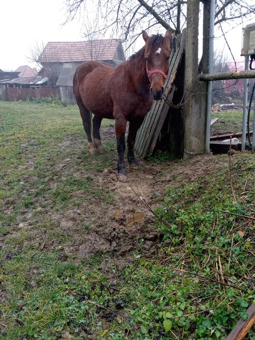 Vând sau schimb iapa buna de căruța cuminte