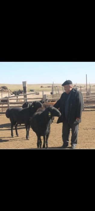 Асылтұқымды қошқарлар сатылады құжатыры толығымен бар,