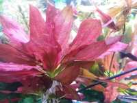 Растение Эхинодорус Оцелот красный 
Один куст Р