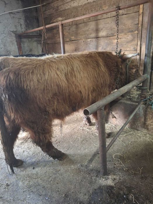 Vând tauri Highland Scoțian