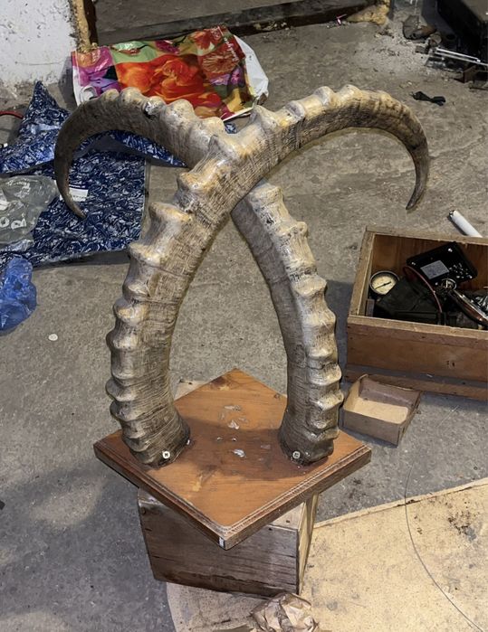 продам рога аркара