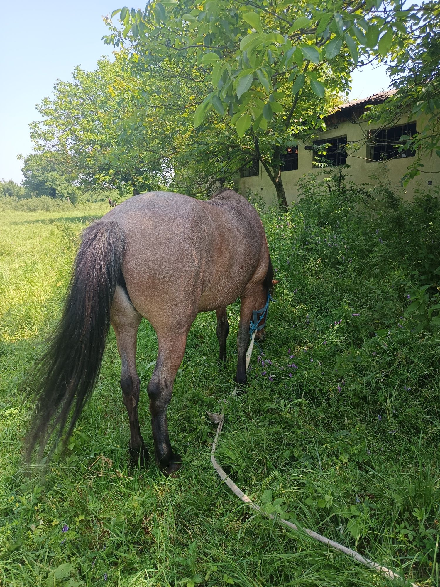 Iapă de vânzare are 9 ani