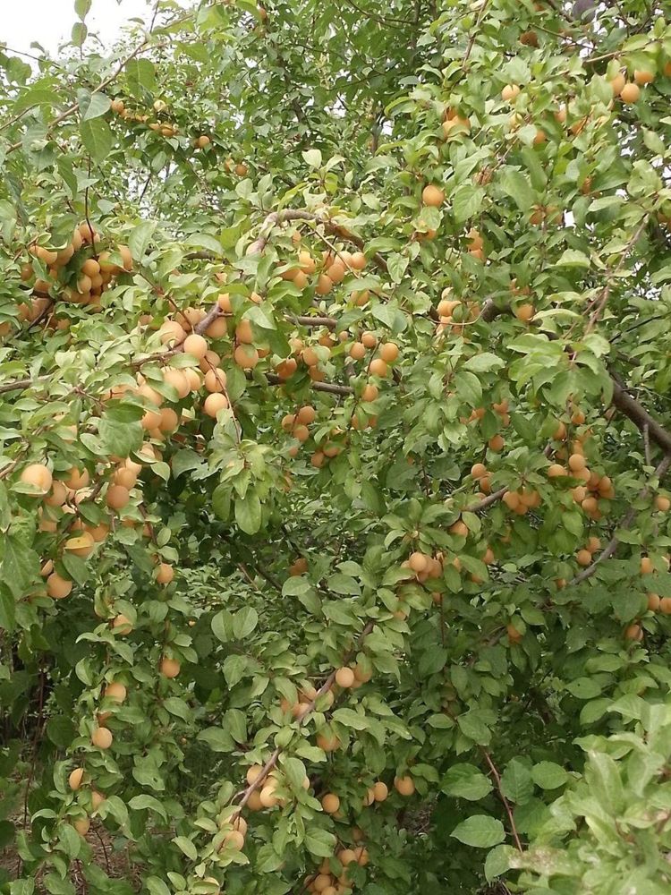 Продам Алычу разного сорта в отличном качестве