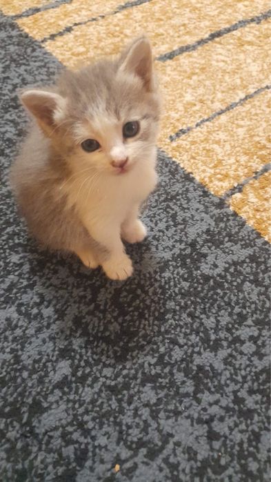 Котят отдам в хорошие руки. Город Шымкет