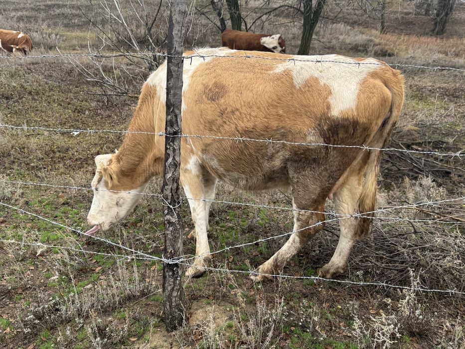 2 сиыр сатылады февральда туады