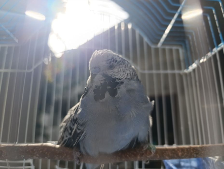 Продаём попугая чех волнистый, не звонить, только писать